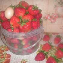 Усы клубники, в Курске