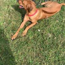 Передержка собак, в Хабаровске