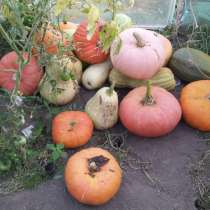Тыква сортовая, свежая, в Смоленске