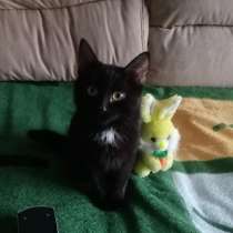 Отдам в добрые руки, в Саратове