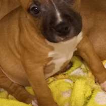 Рыжая красотка Амстаффа ркф, в Москве