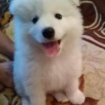 Щенки самоеды, в г.Тирасполь