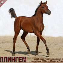 Продается арабский жеребчик ГИЛЛИНГЕМ, в Абинске