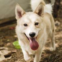 Корги в поисках дома, в Екатеринбурге