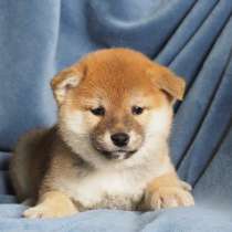 Щенки сиба, в Москве