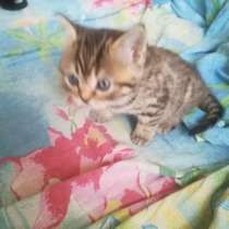 Котята, в Заволжье