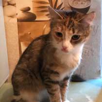 Отдам кошку в добрые руки, в Дедовске