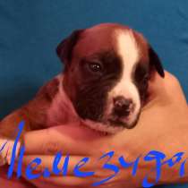 Чудесные малыши Амстаффтерьера ркф, в Москве