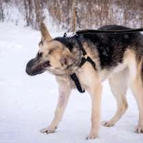 Собаки, в Вологде