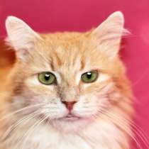 Шикарный кот Мускат ищет дом, в дар, в Москве