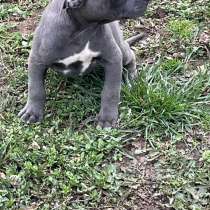 Питбуль щенки, в г.Белград