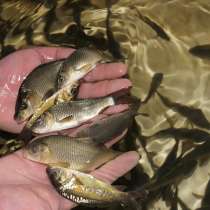 Прудовая рыба, в Москве