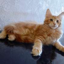 Красная и прекрасная кошечка мейн-кун, в Москве