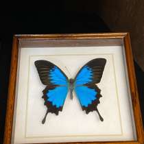 Бабочки, в Новомосковске