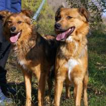 Неразлучные друзья Кокос и Тыква ищут дом, в Москве