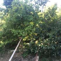 Участок 5 сот. (СНТ, ДНП), в Сочи