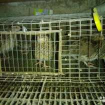 Перепелиная ферма, в Тольятти