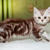 Британский котёнок, в Оренбурге