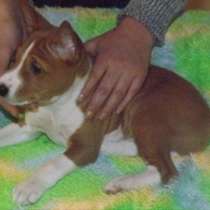 Африканская нелающая, в г.Вена