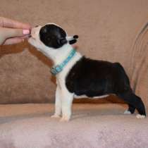 Бостон-терьер щенки, в г.Белград