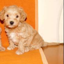 Мальтипу F - 1, в г.Гольдберг