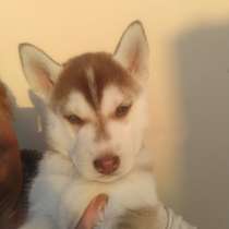 Щенки Хаски, в г.Тирасполь