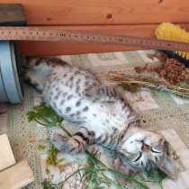 Котëнок, в Павловском Посаде