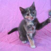 Европейская гладкошёрстная (девочка 2 месяца), в г.Усть-Каменогорск