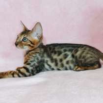 Чистокровные бенгалы, в Москве