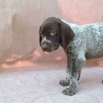 Щенки Курцхаара, в Краснодаре