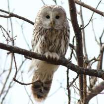 Длиннохвостая неясыть(сова), в Москве