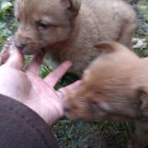 Щенки-6 шт на выбор, в г.Могилёв