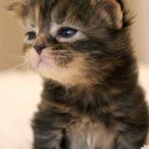 Мейн-Кун Девочка Penelope, в Москве