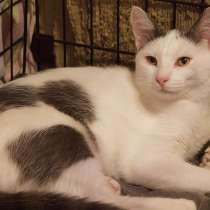 Милан милашка ищет самые ласковые ручки, в Москве