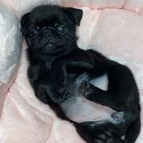 Девочка мопс 2 месяца, в г.Гермеринг