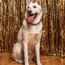 Красавчик Чарли, добрейший песик-подросток в добрые руки, в Москве