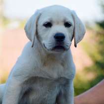 Лабрадор - ретривер. Black and fawn, в г.Берлин