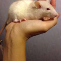 Крысы, в Кургане