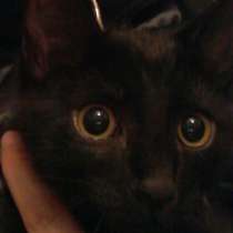 Ходит на лоток полтора месяца срочно мальчик, в Далматово