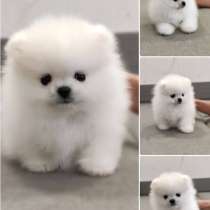 Щенки померанского шпица, в Москве