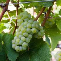 Продам виноград рислинг т/х, в г.Луганск