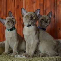 Бурманские котята, в Челябинске