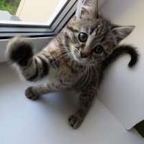 Котята-эльфята, в Санкт-Петербурге