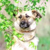 Трепетная Дороти мечтает стать домашней любимицей, в Москве