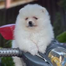 Померанского шпица Щенки, в г.Минск