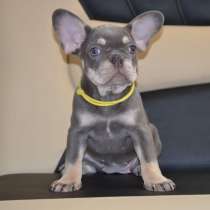 Щенки разных пород, в г.Ларнака