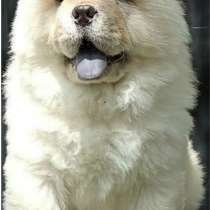 Чау - чау, в г.Берлин