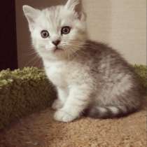 Британский чудный котенок окрас серебристая шиншилла, в Санкт-Петербурге