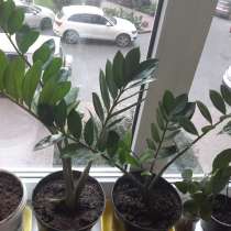 Пусть водятся в доме доллары-замиакулькас. Подарок, в Краснодаре