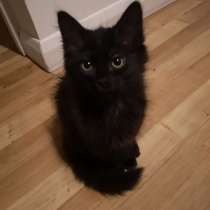 Бомбейские котята, в г.Лондон